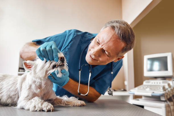 Best Emergency Gum Treatment in Batesville, IN